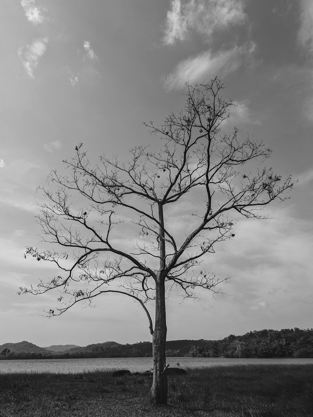 a black and white photo of a tree in a field