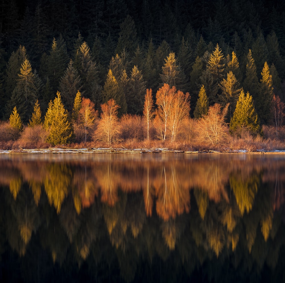 a body of water with trees in the background