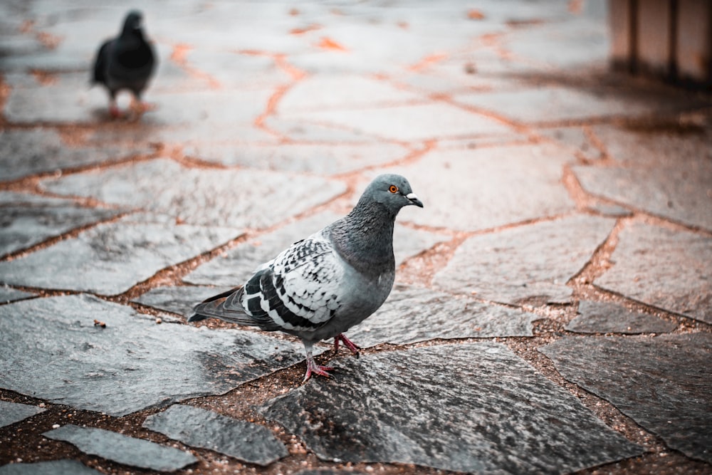 a pigeon is standing on a cobblestone street