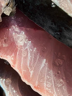 Close-up of glistening fresh tuna fillets on crushed ice with droplets of water.