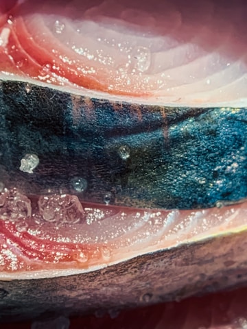 Close-up of fresh sea bass and sea bream with technical details overlay.