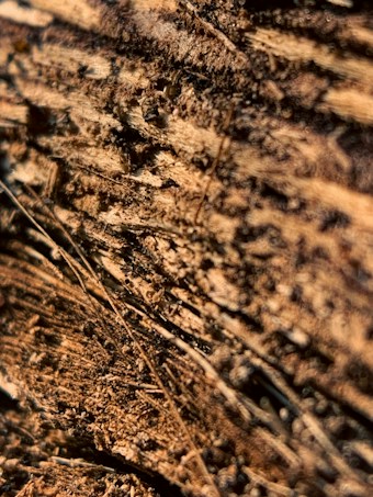A close-up of a textured surface resembling rough and fibrous wood grain, with an intricate pattern of lines and splinters.