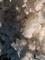 A close-up view of coarse, white crystalline structures that appear to be salt or sugar. The surface is uneven, with some small brown specks scattered throughout.