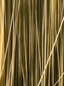 Long, thin strands with a glossy texture and varying shades of light brown and green are closely aligned in a vertical pattern.