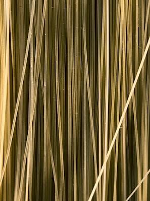 Long, thin strands with a glossy texture and varying shades of light brown and green are closely aligned in a vertical pattern.