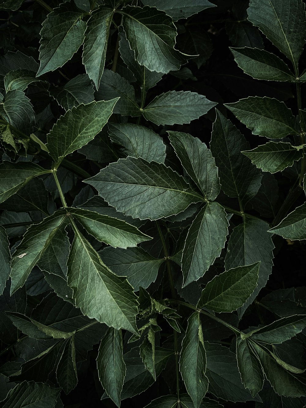 a close up of a green leafy plant