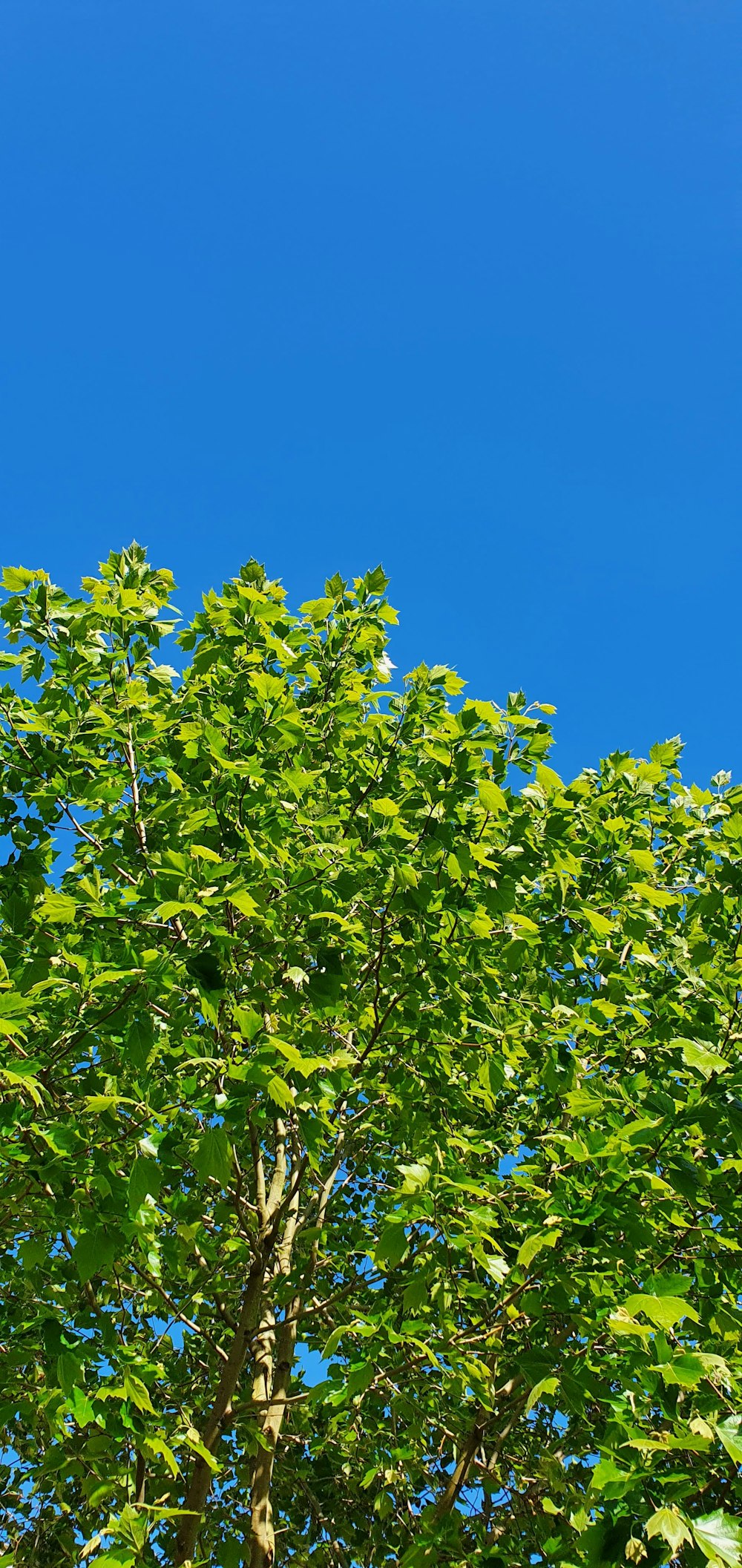 a green tree with a blue sky in the background