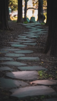 A serene white stone path winding gently through a quiet forest at dawn.