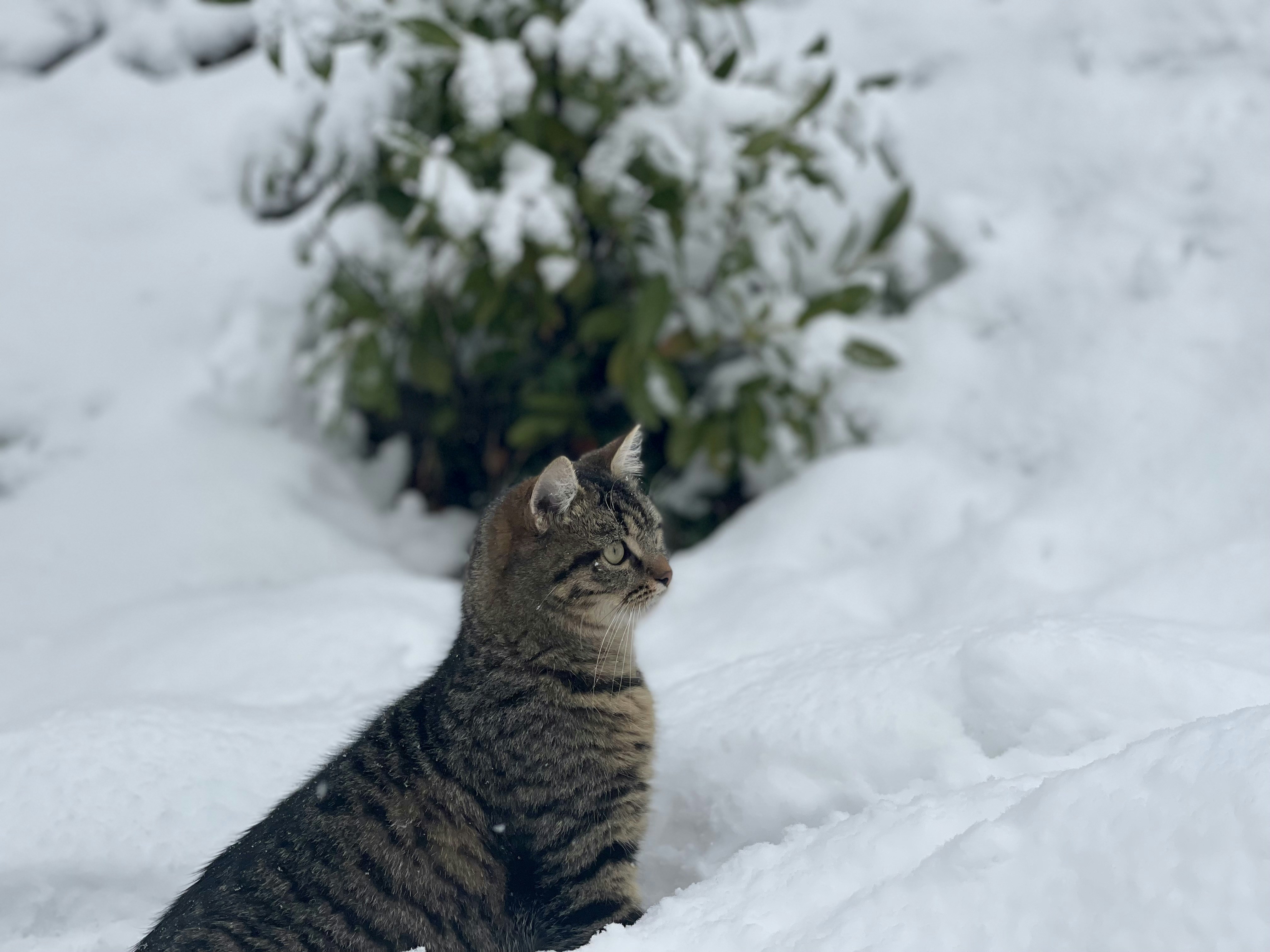 Kolasin travel photo