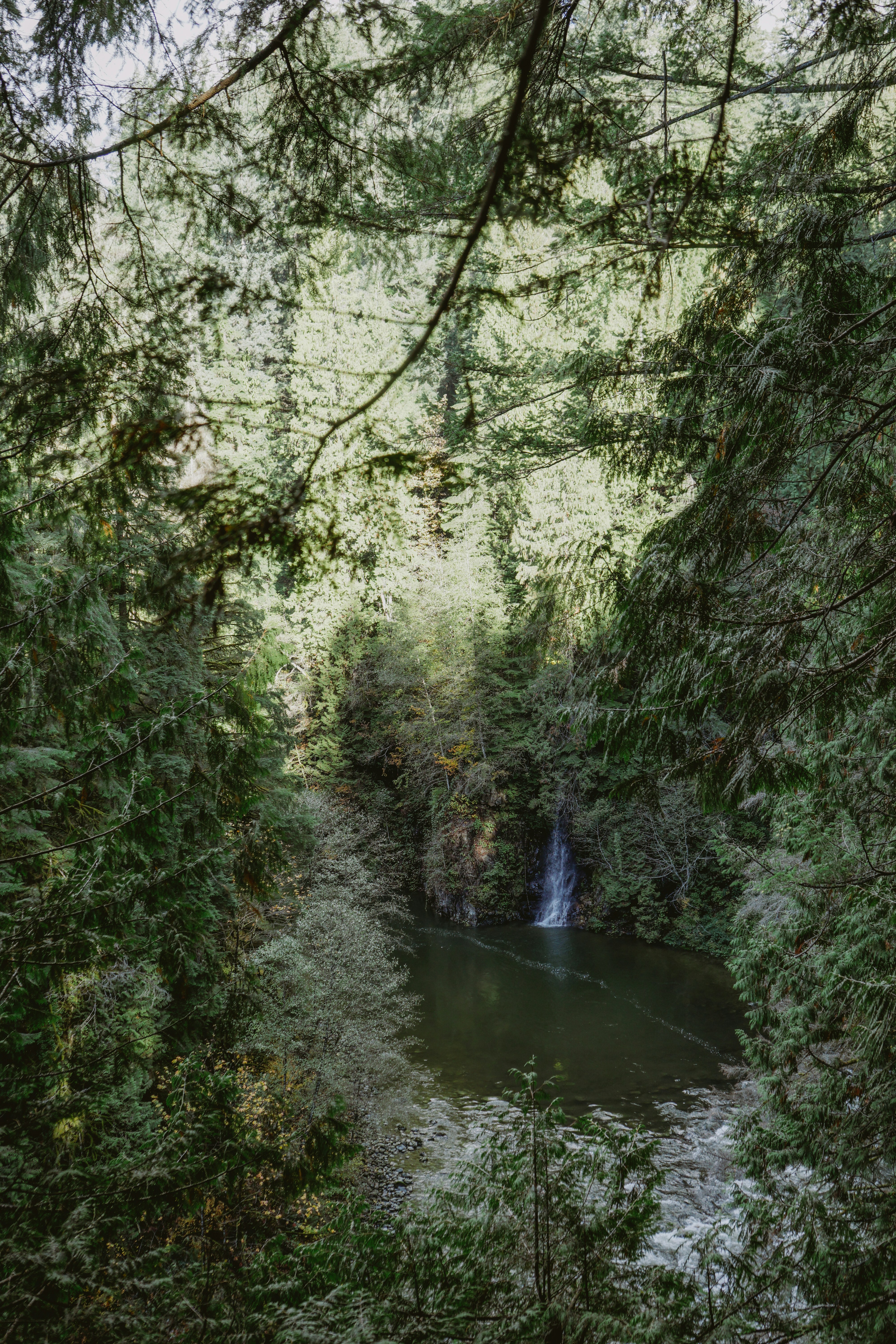 A serene hot spring pool surrounded by lush tropical rainforest under soft evening light.