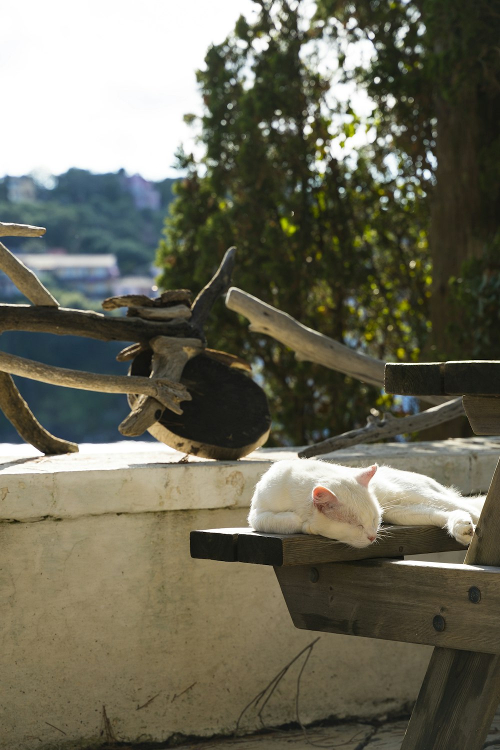 a white cat laying on top of a wooden bench