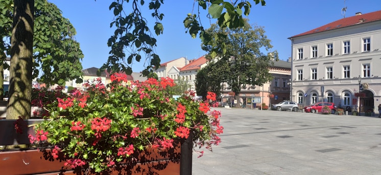 A peaceful view of Kingstown's town hall framed by blooming spring flowers under a clear blue sky.