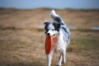 A pet caregiver playing fetch with a dog outdoors.