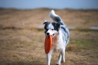 A pet caregiver playing fetch with a dog outdoors.