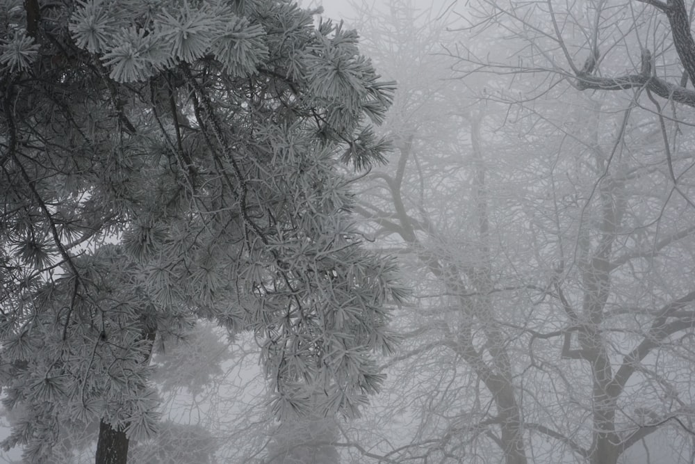 a forest filled with lots of trees covered in snow