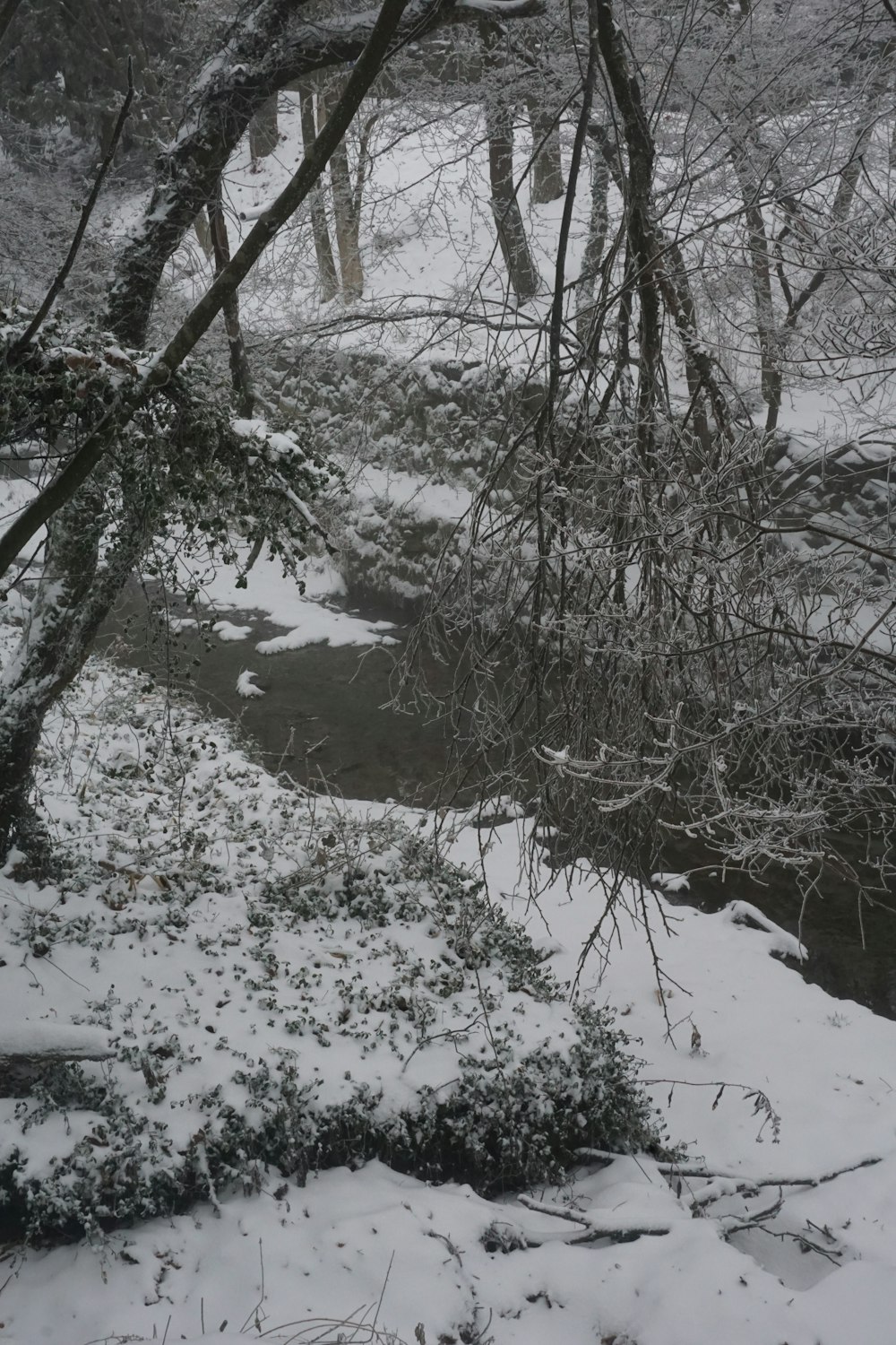 a stream running through a snow covered forest