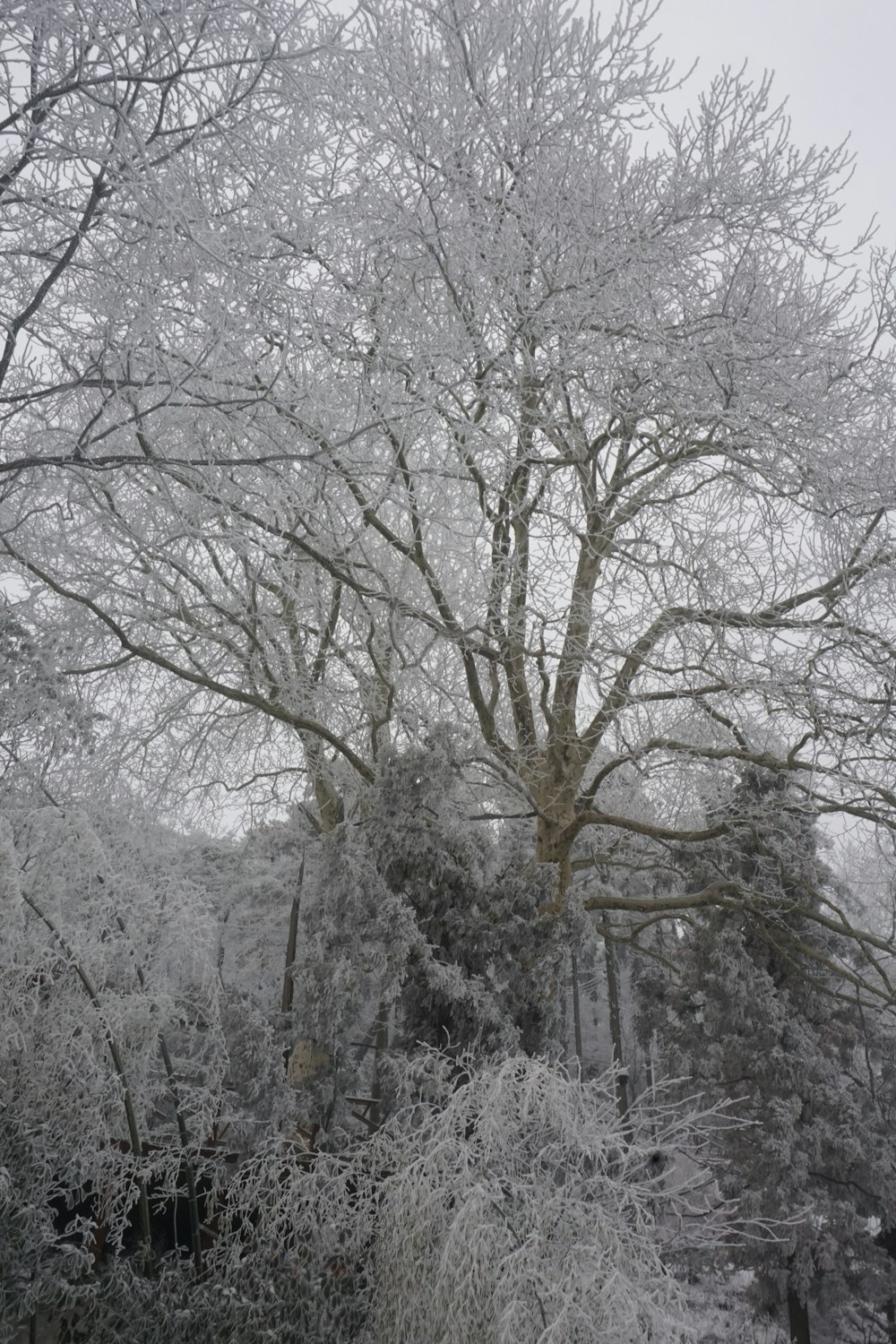 un grande albero coperto di neve accanto a una foresta