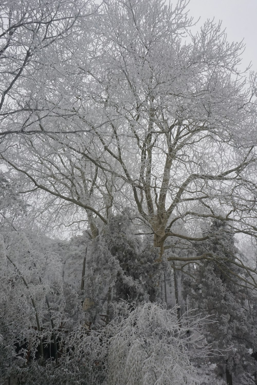 a large tree covered in snow next to a forest