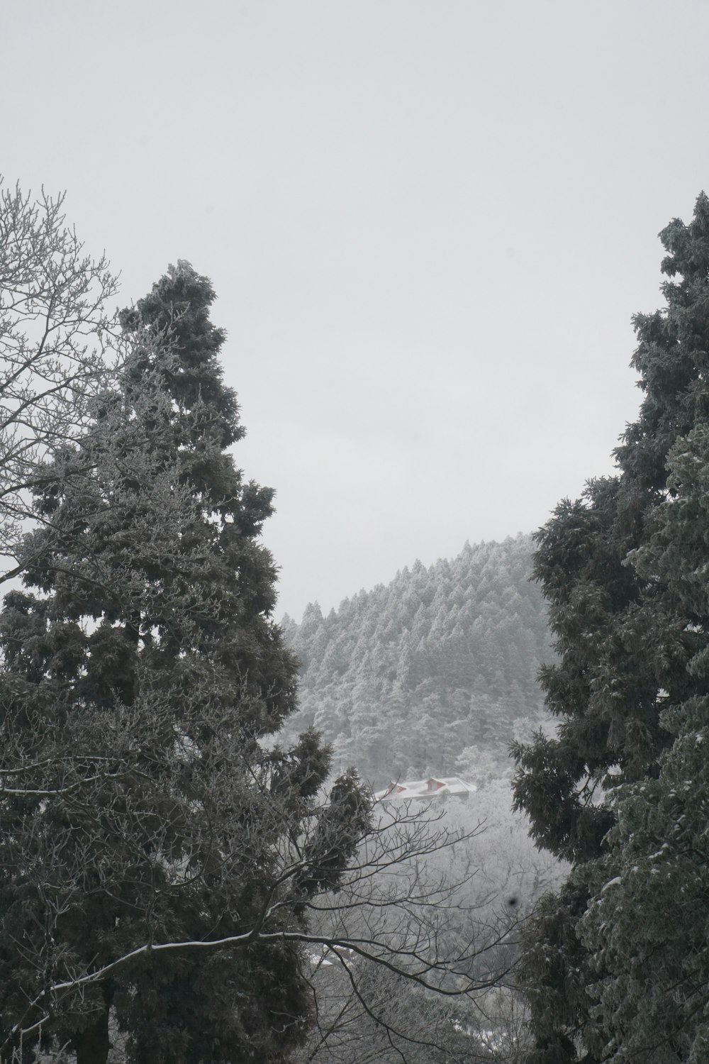 a snow covered mountain with trees in the foreground