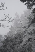 An array of trees covered in a thick layer of snow and ice, creating a wintry landscape. The branches are outlined with frost, and the sky appears overcast, enhancing the cold atmosphere.