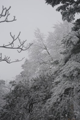 An array of trees covered in a thick layer of snow and ice, creating a wintry landscape. The branches are outlined with frost, and the sky appears overcast, enhancing the cold atmosphere.