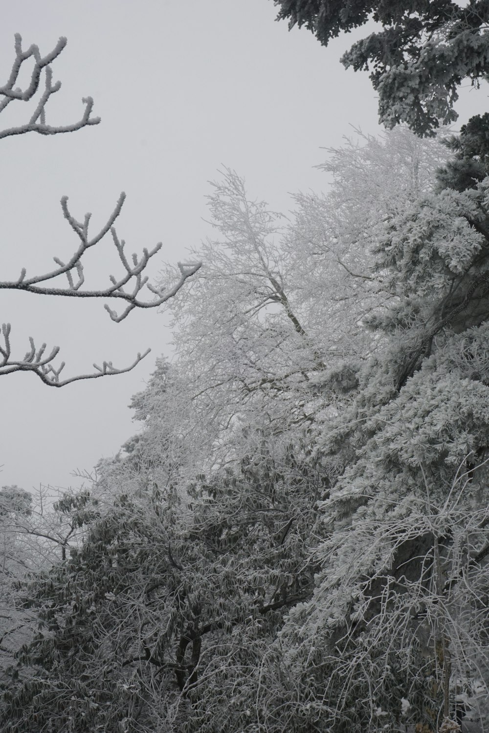a black and white photo of trees covered in snow