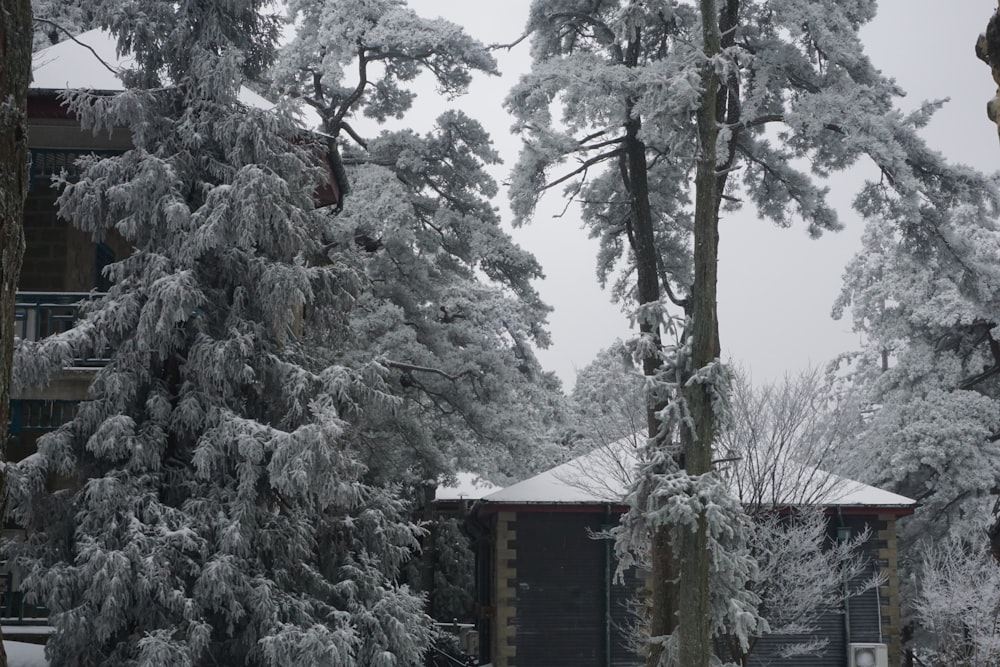 schneebedeckte Bäume vor einem Gebäude