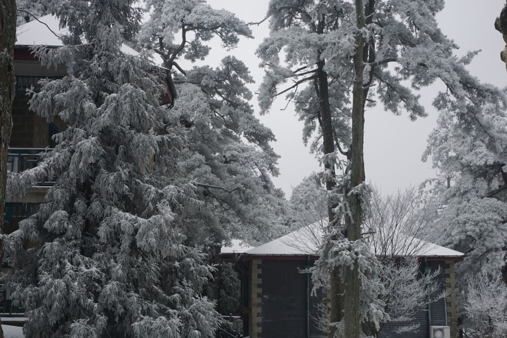 snow covered trees in front of a building