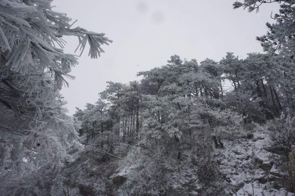 a snow covered forest filled with lots of trees