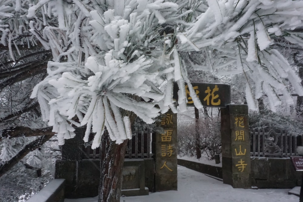a snow covered tree with chinese writing on it