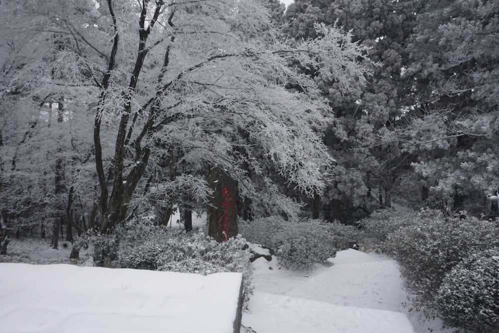 a snow covered path in a wooded area