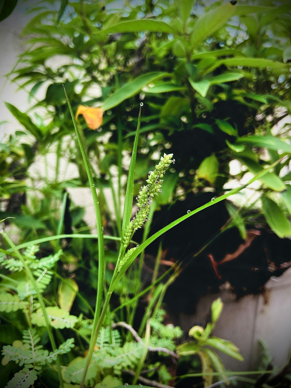 a close up of a plant with leaves