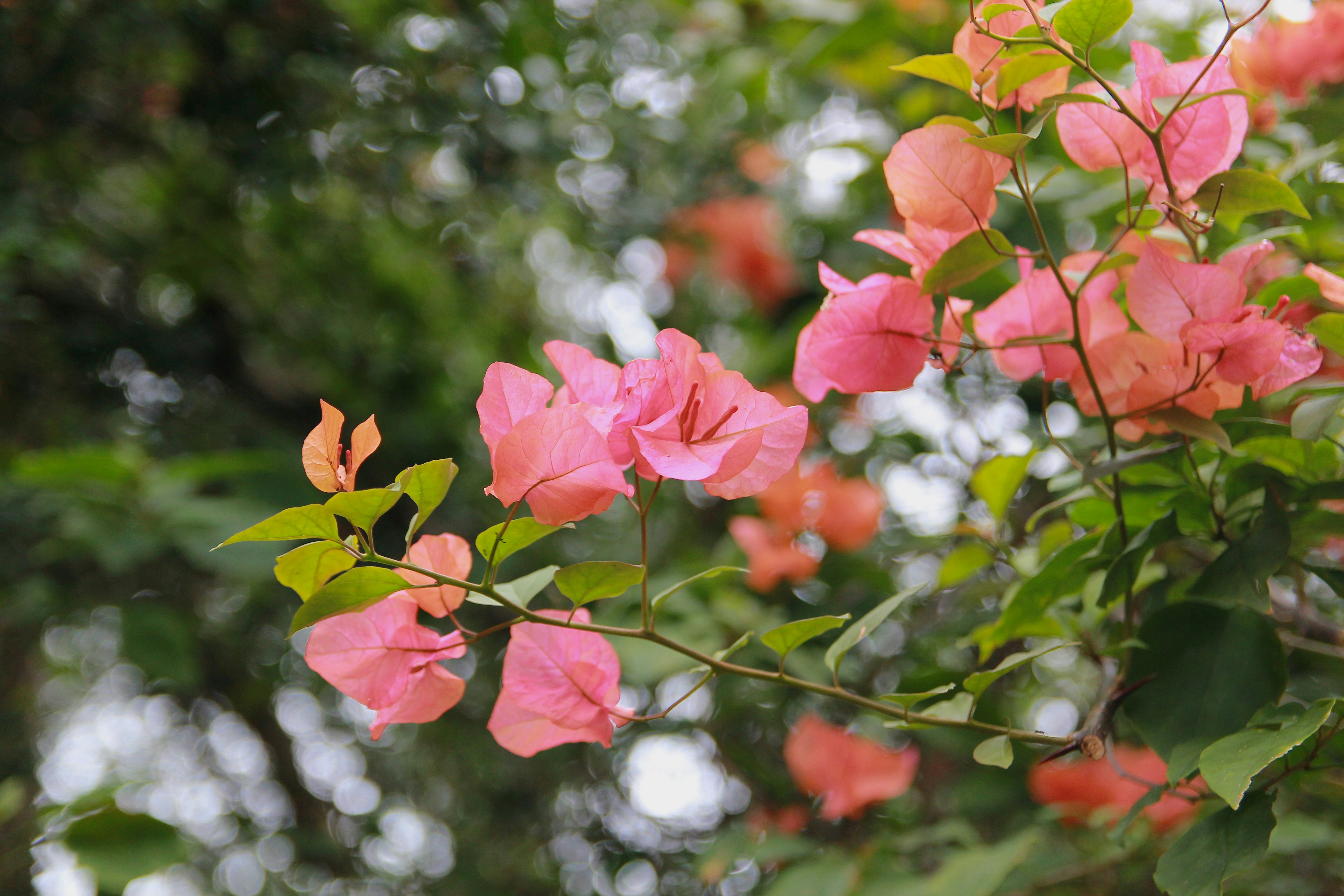 Photo by usagi_honmono