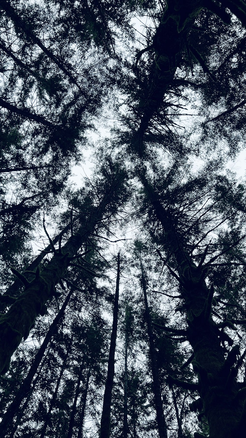 a group of tall trees standing next to each other