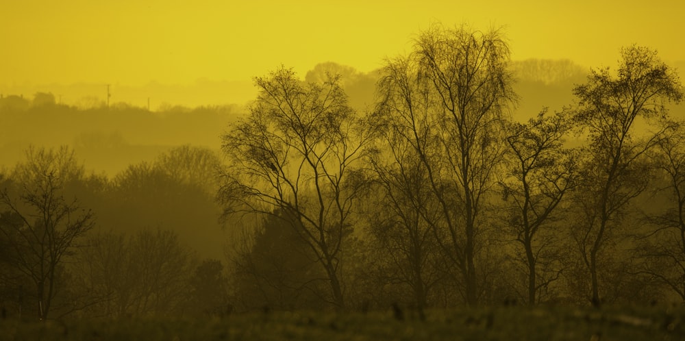 a yellow sky with trees in the foreground