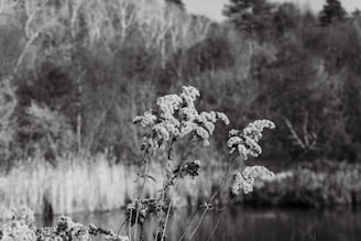 A detailed view of wildflowers in the foreground with a blurred background of dense trees and shrubbery. The monochrome tone emphasizes the texture of the plants and the natural landscape.