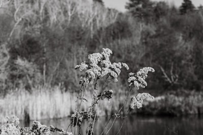 A detailed view of wildflowers in the foreground with a blurred background of dense trees and shrubbery. The monochrome tone emphasizes the texture of the plants and the natural landscape.
