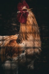 A rooster with a striking combination of golden-brown and white feathers stands against a dark background. Its prominent red comb and wattles create a vivid contrast with its plumage. The lighting enhances the texture of the feathers, adding depth to the image.