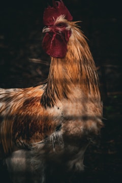 A rooster with a striking combination of golden-brown and white feathers stands against a dark background. Its prominent red comb and wattles create a vivid contrast with its plumage. The lighting enhances the texture of the feathers, adding depth to the image.
