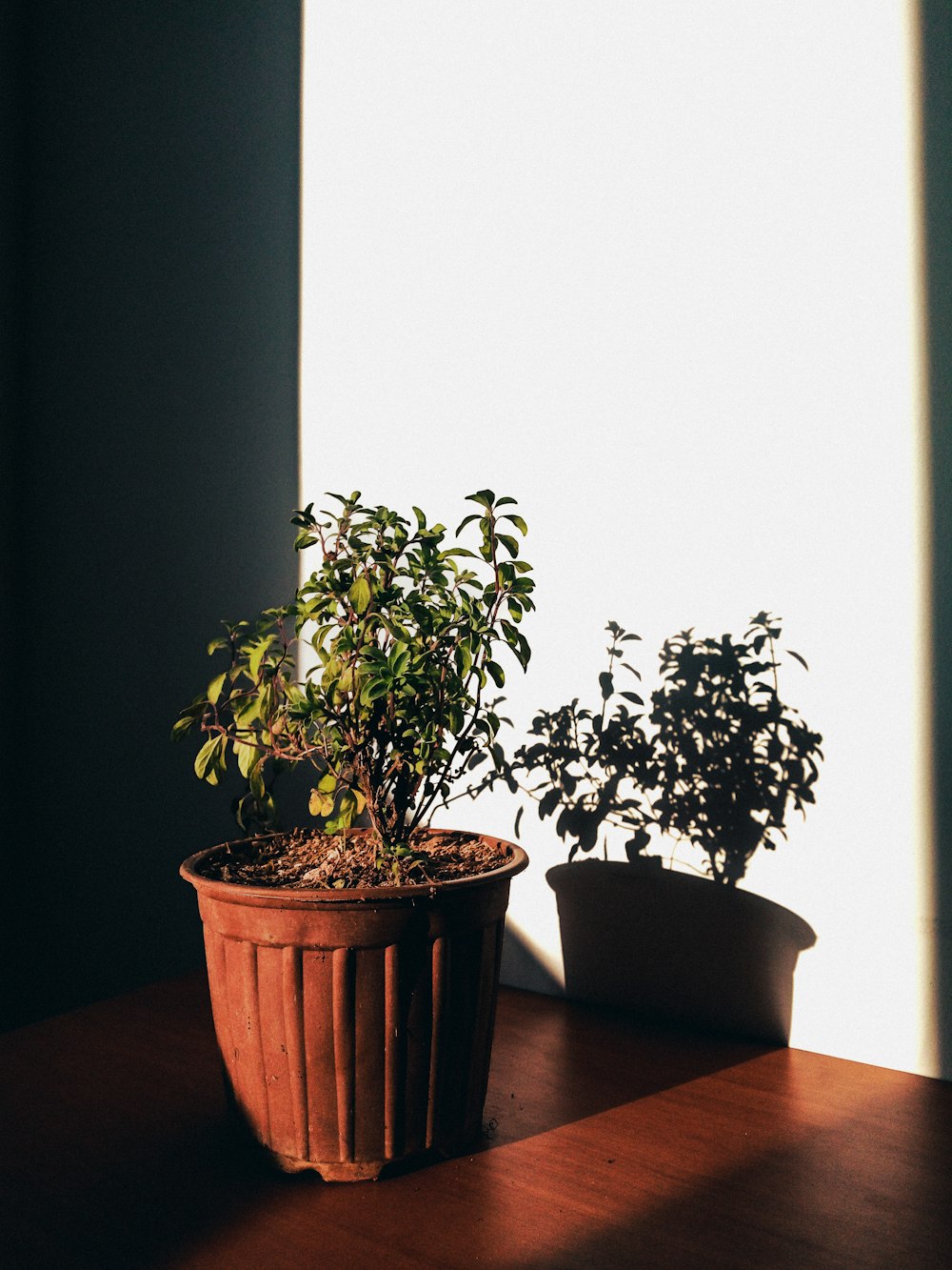 a couple of potted plants sitting on top of a wooden table