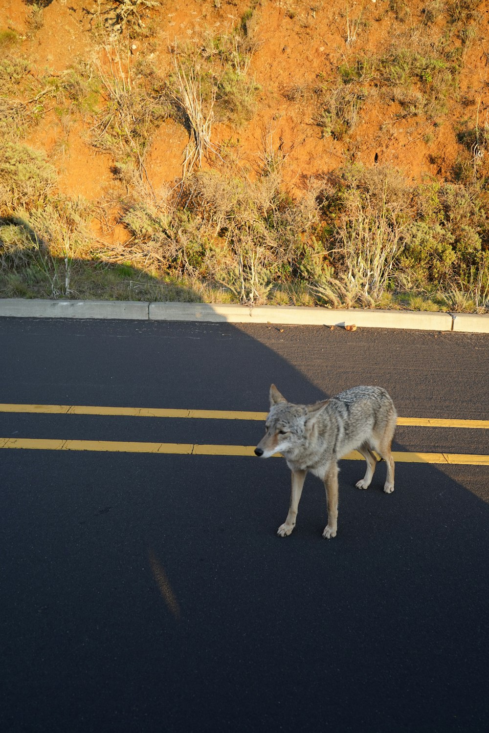 a lone wolf walking across a street next to a hill