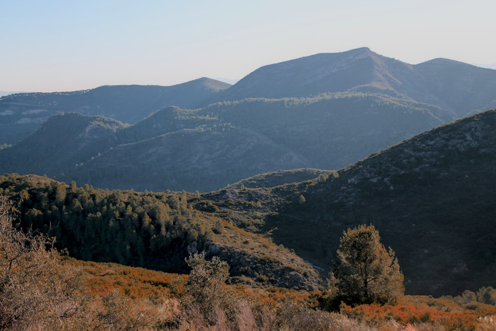 Una vista de una cadena montañosa con árboles en primer plano