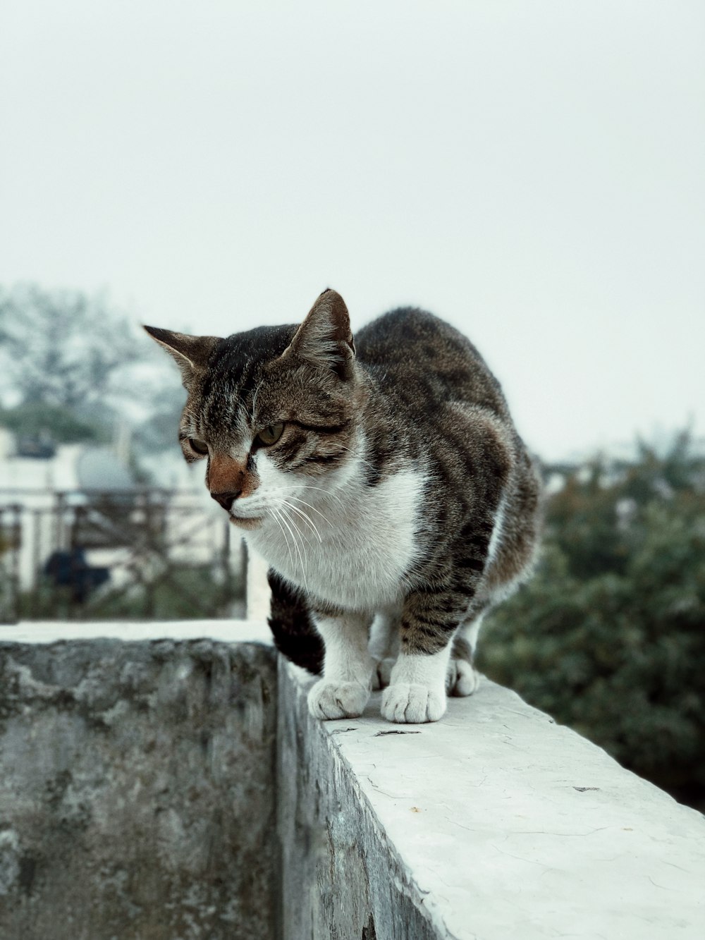 a cat standing on top of a cement wall