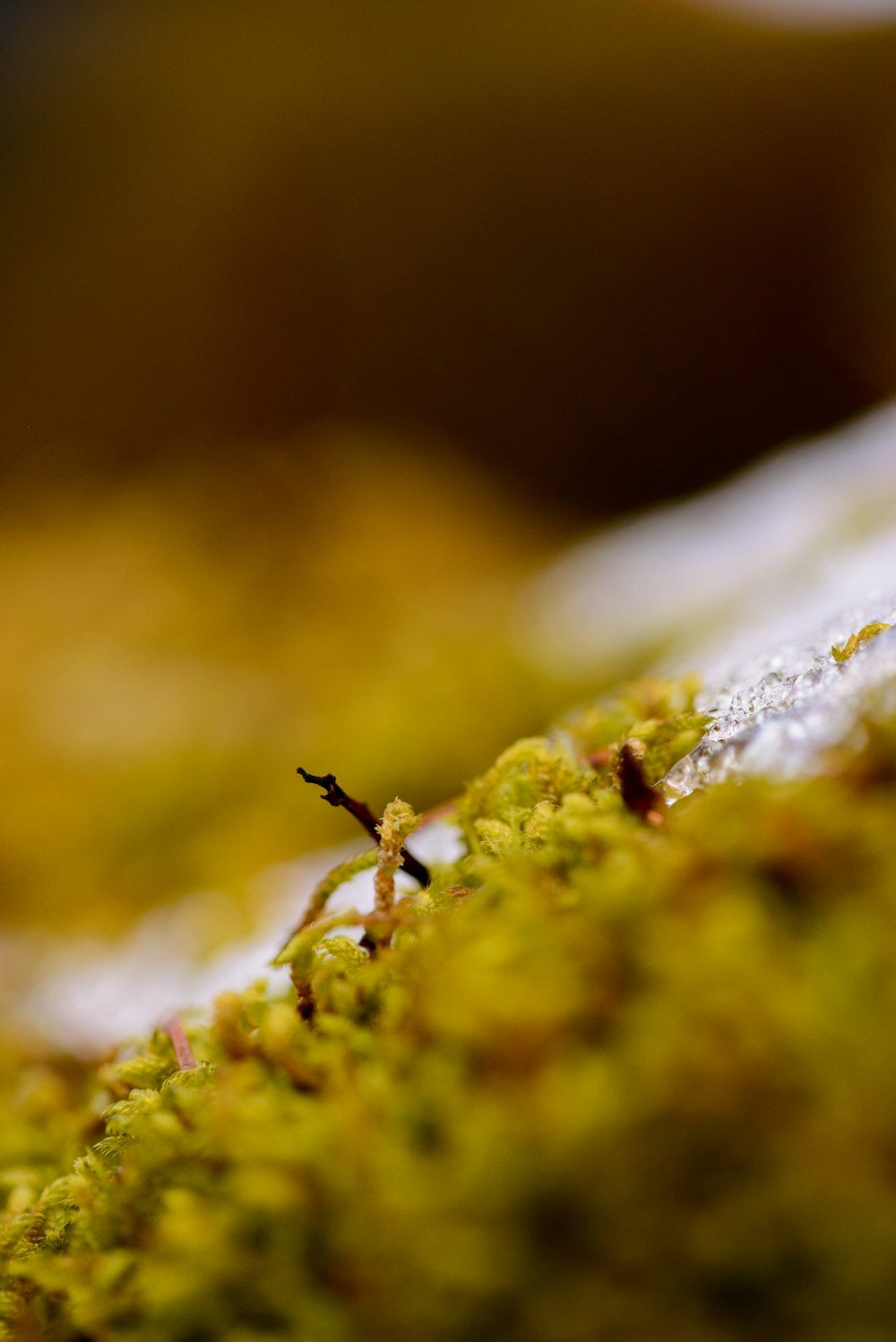 a close up of a small insect on a mossy surface