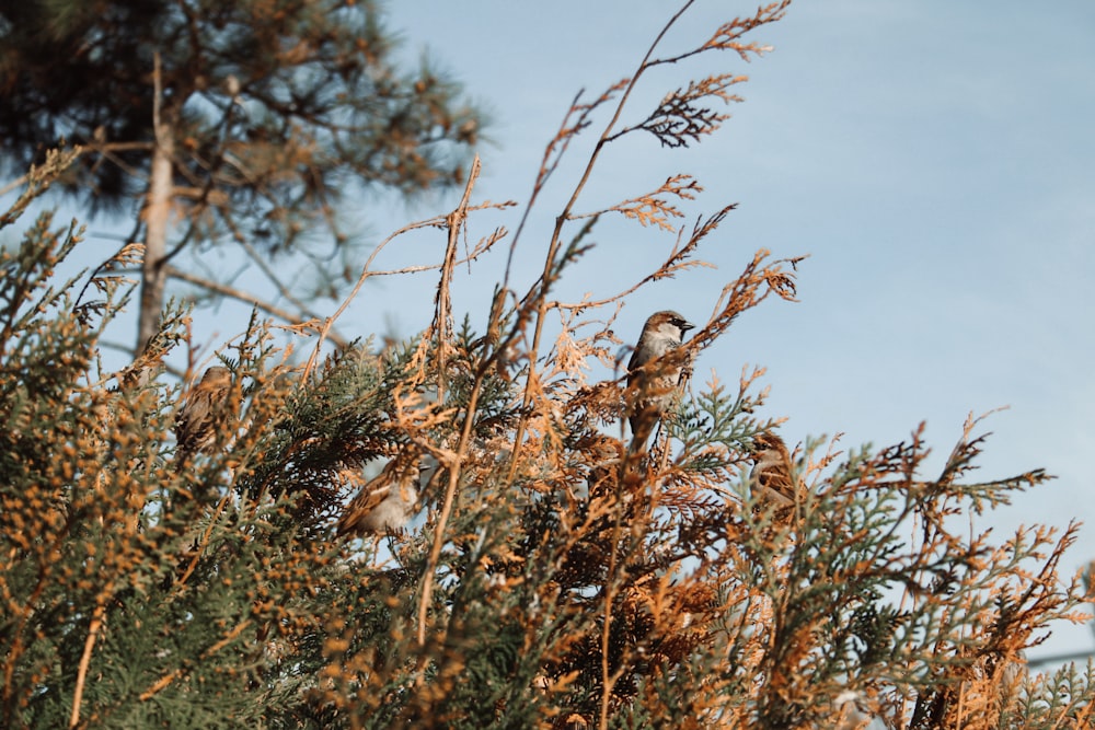 a couple of birds sitting on top of a tree