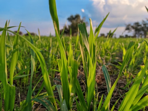 Close-up view of vibrant green grass blades growing in a field under a clear blue sky. The image captures the freshness and vitality of the grass with a background that features distant trees and soft, fluffy clouds.