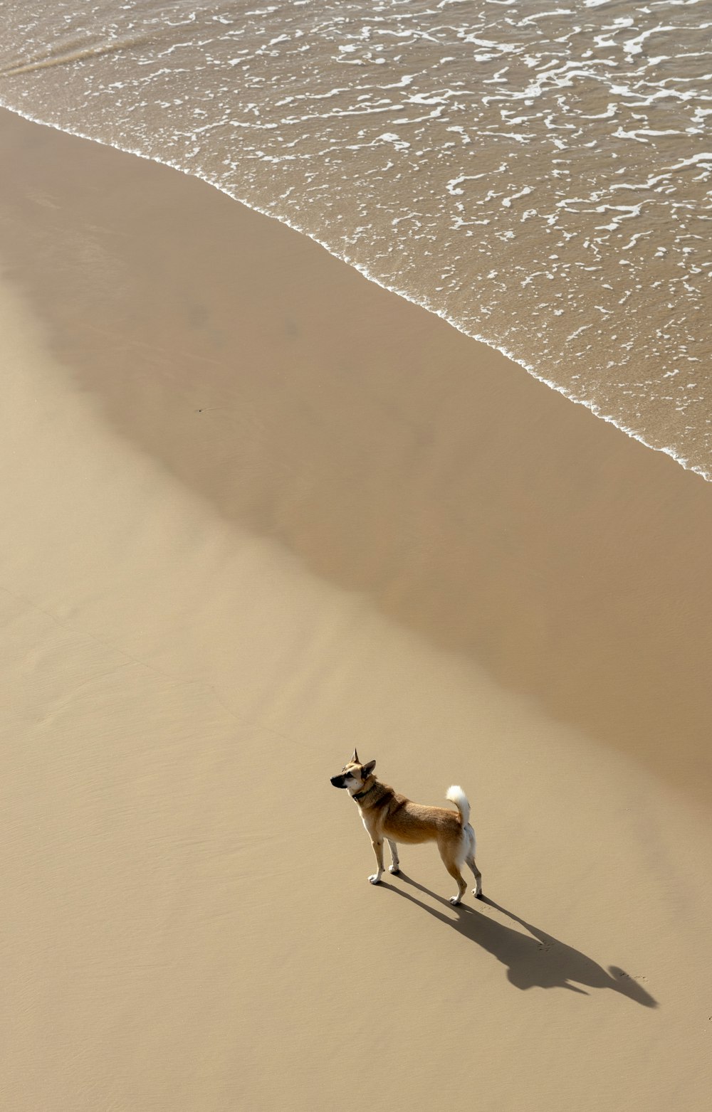 a dog standing on a beach next to the ocean