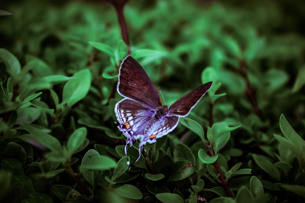 a butterfly sitting on top of a green plant