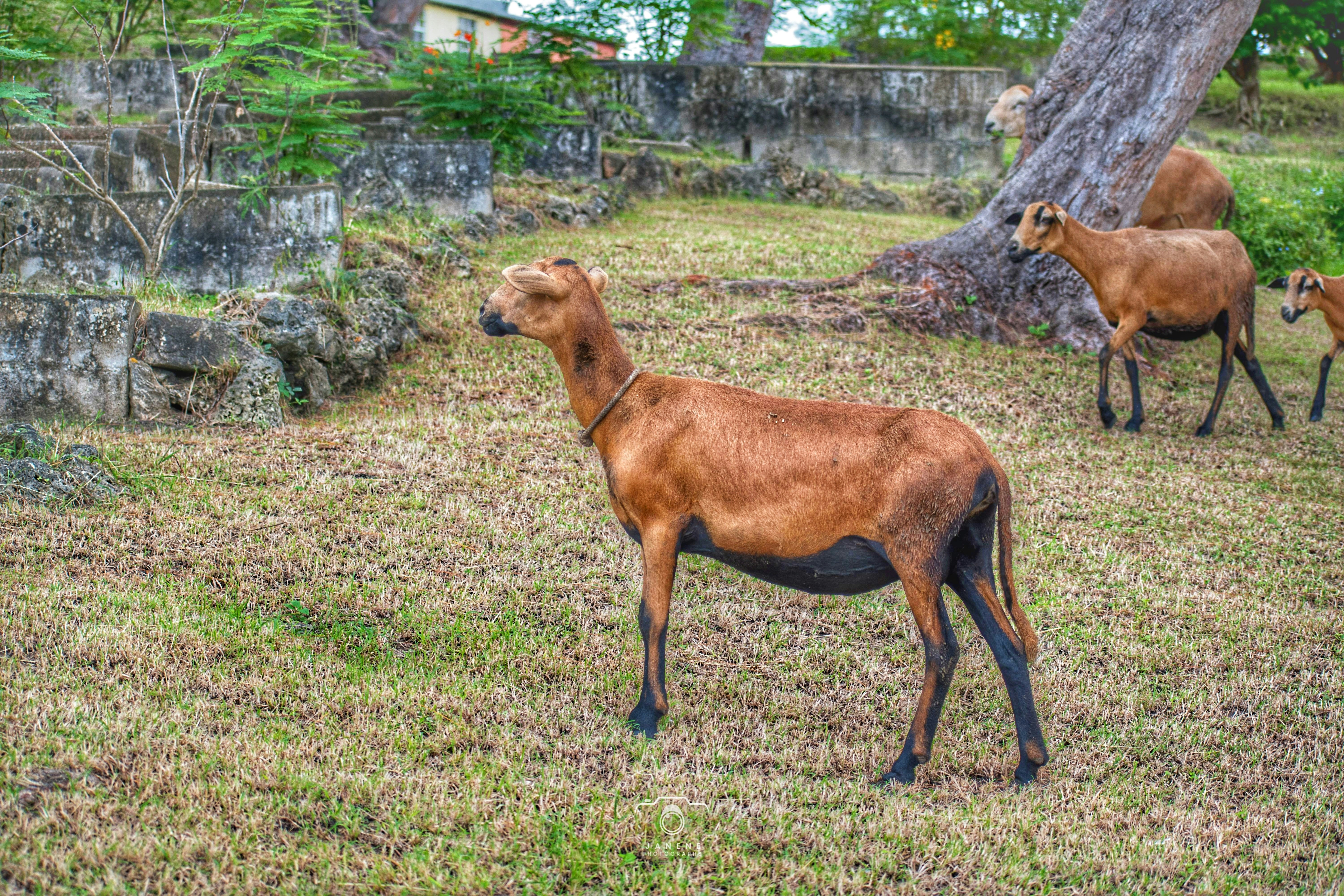 a brown goat standing on top of a lush green field