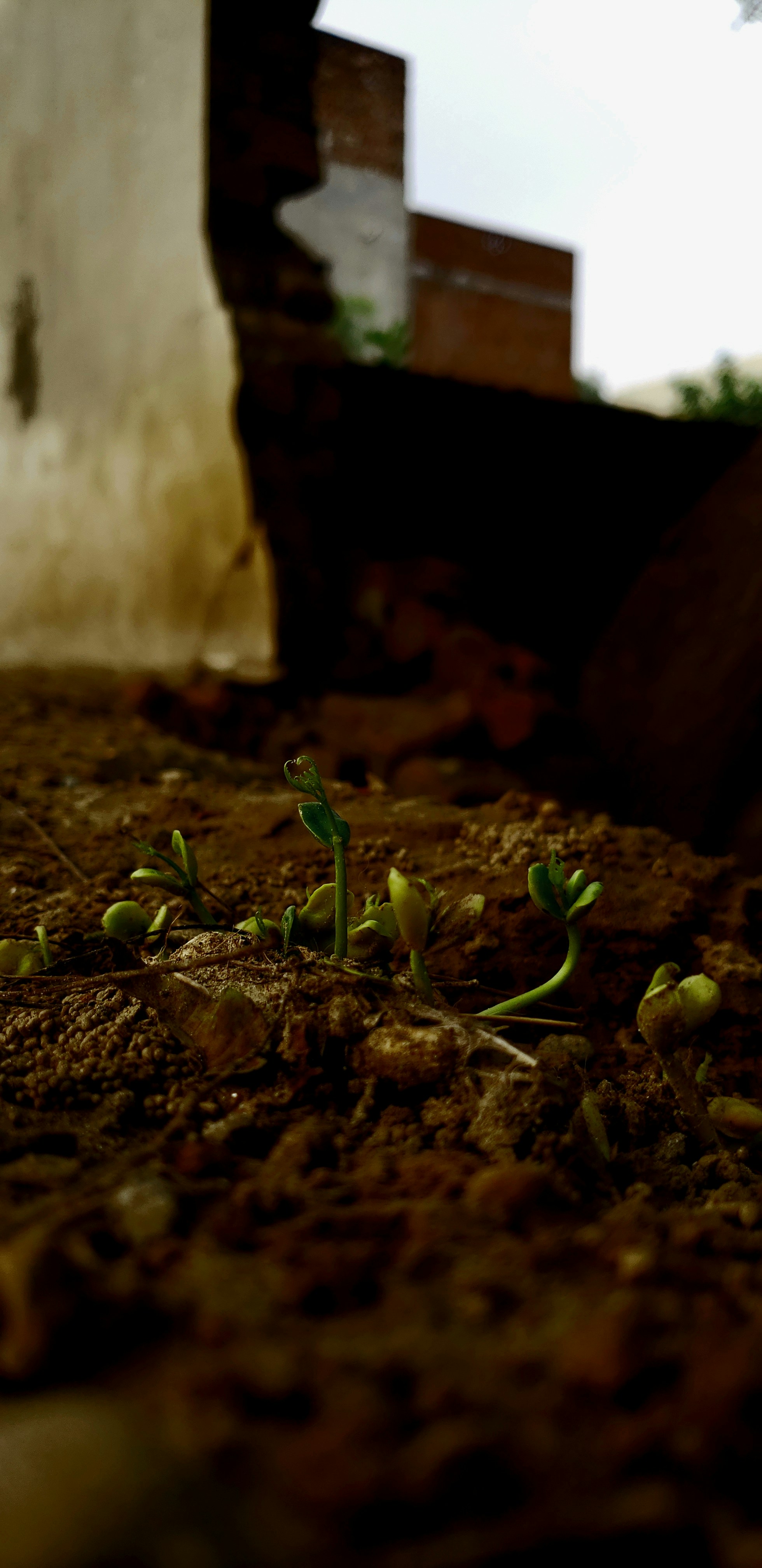 a small plant sprouts out of the ground